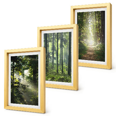 Photo frame wall Green forests with rays of light and a forest path