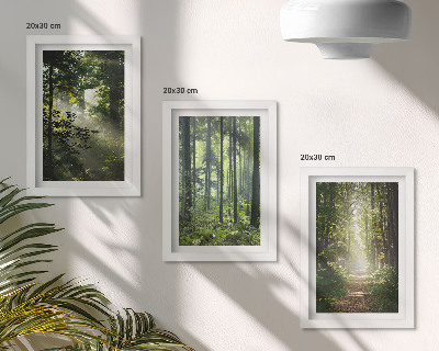 Photo frame wall Green forests with rays of light and a forest path