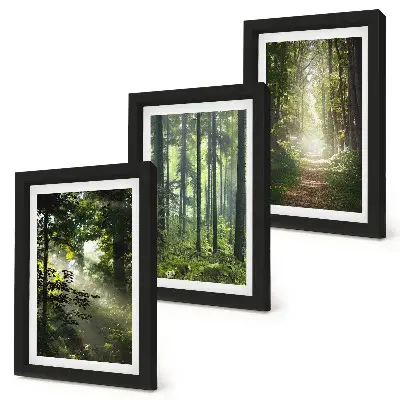 Photo frame wall featuring a forest path among green trees with rays of light