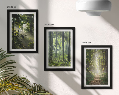 Photo frame wall Green forests with rays of light and a forest path
