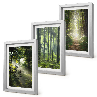 Photo frame wall Green forests with rays of light and a forest path