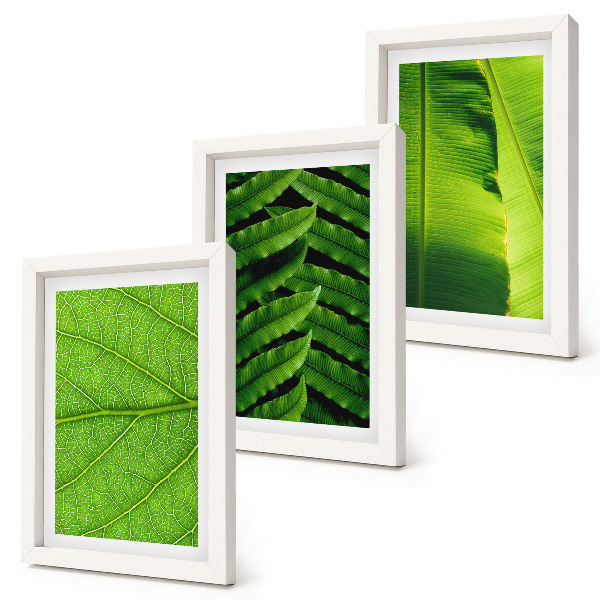 Photo frame wall Close-ups of tropical leaves