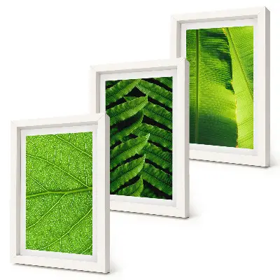 Photo frame wall with tropical leaves close-up motifs