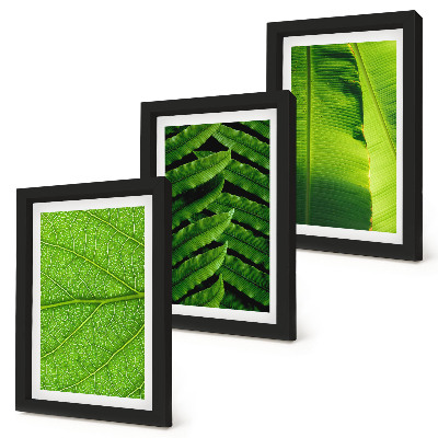 Photo frame wall Close-ups of tropical leaves