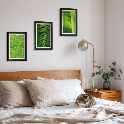 Photo frame wall Close-ups of tropical leaves