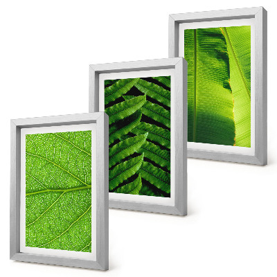 Photo frame wall Close-ups of tropical leaves