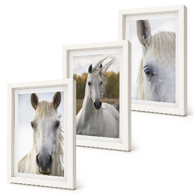 3-piece wall art set White horses in various poses against a natural background