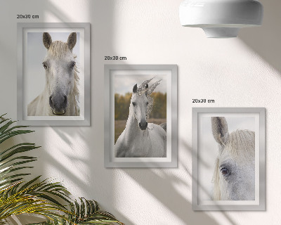 3-piece wall art set White horses in various poses against a natural background