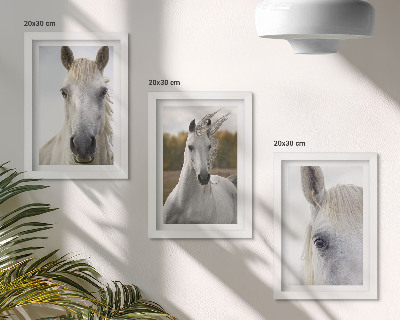 3-piece wall art set White horses in various poses against a natural background