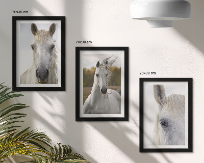 3-piece wall art set White horses in various poses against a natural background