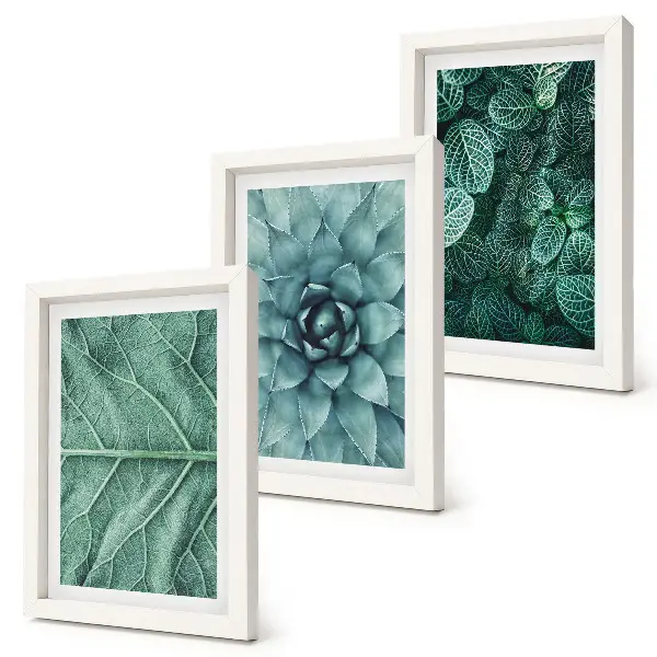 Photo frame wall with close-ups of succulent plants and leaves