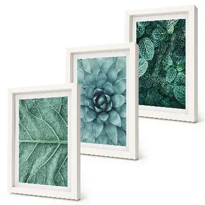 Photo frame wall with close-ups of succulent plants and leaves