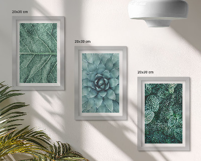 Photo frame wall Close-ups of succulent plants and leaves