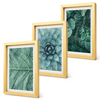 Photo frame wall Close-ups of succulent plants and leaves