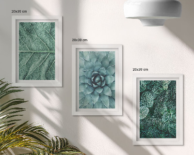 Photo frame wall Close-ups of succulent plants and leaves