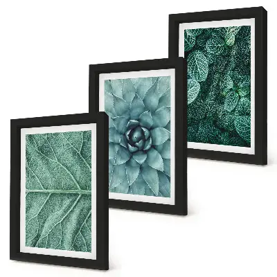 Photo frame wall with close-ups of succulent plants and leaves