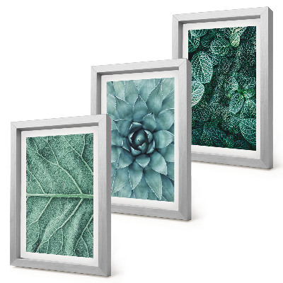 Photo frame wall Close-ups of succulent plants and leaves