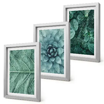 Photo frame wall with close-ups of succulent plants and leaves