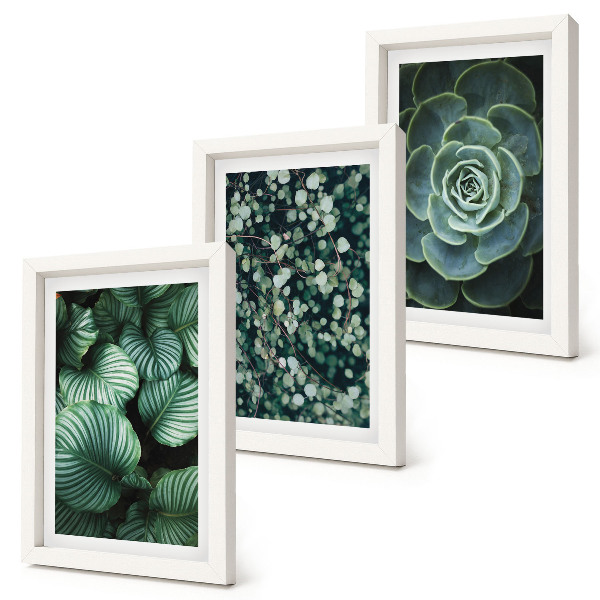 Photo frame wall Green leafy plants and stylish succulents