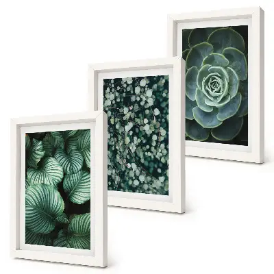 Photo frame wall green leafy plants and stylish succulents theme