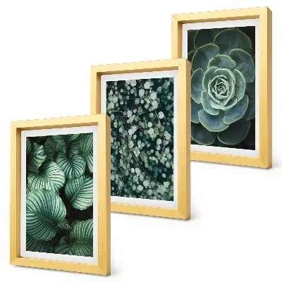Photo frame wall green leafy plants and stylish succulents theme