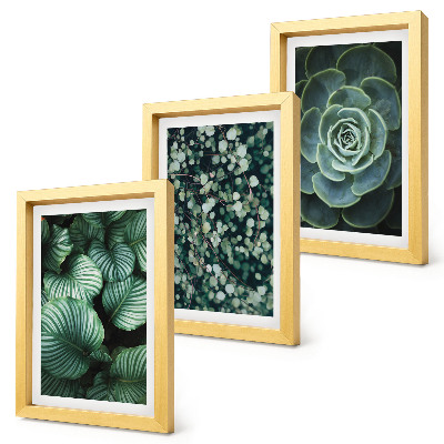 Photo frame wall Green leafy plants and stylish succulents