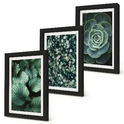 Photo frame wall green leafy plants and stylish succulents theme