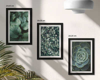 Photo frame wall Green leafy plants and stylish succulents