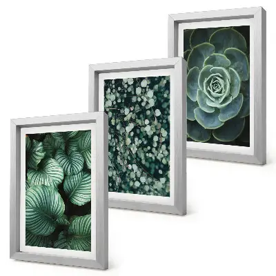 Photo frame wall green leafy plants and stylish succulents theme