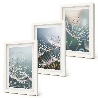 Photo frame wall dandelion shoots with water droplets