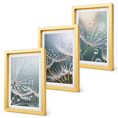 Photo frame wall Drops of water on the delicate shoots of dandelions