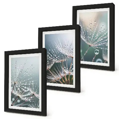 Photo frame wall dandelion shoots with water droplets