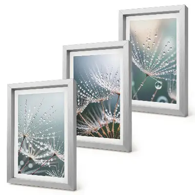 Photo frame wall dandelion shoots with water droplets