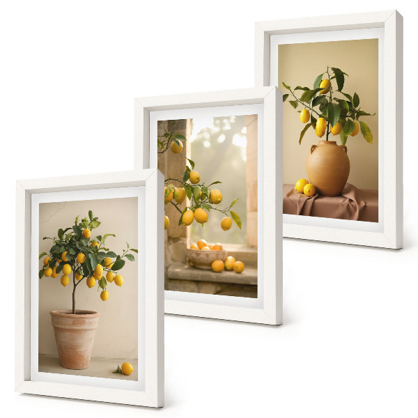 Framed triptych Lemon trees in pots and on the window