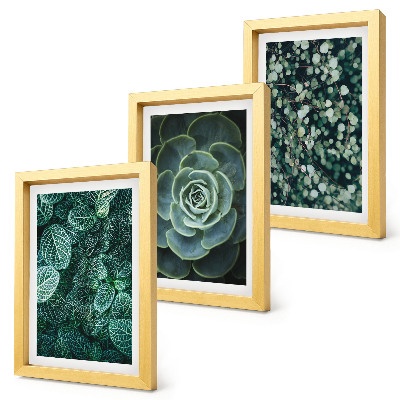 Photo frame wall Green leaves of succulent plants and delicate twigs