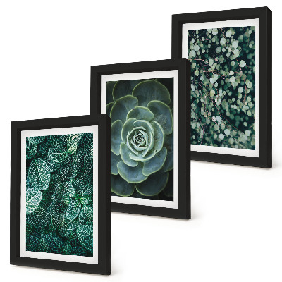 Photo frame wall Green leaves of succulent plants and delicate twigs