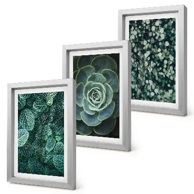 Photo frame wall Green leaves of succulent plants and delicate twigs