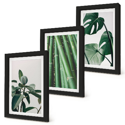 3-piece wall art set Bamboo stems houseplant and monstera leaves