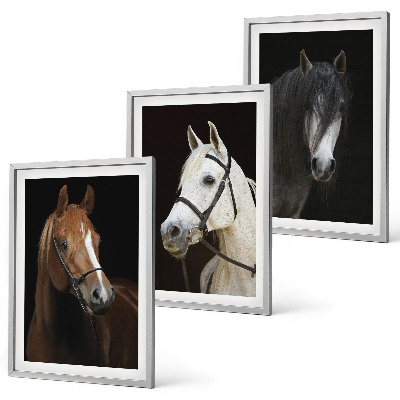 Three-piece wall art piece Portraits of horses in shades of fur