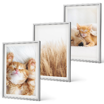 Wall art set Cute animals cats dogs boho