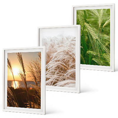 Three-piece wall art piece Grasses colorful nature