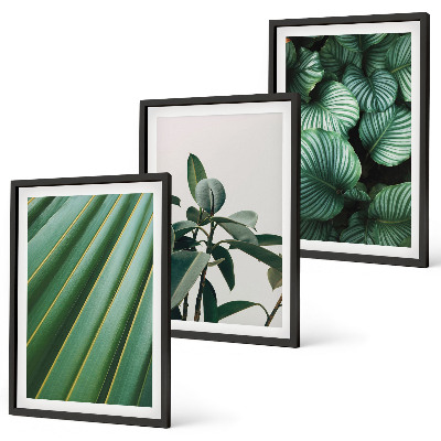 Set of 3 framed wall art pieces Aesthetic tropical leaves