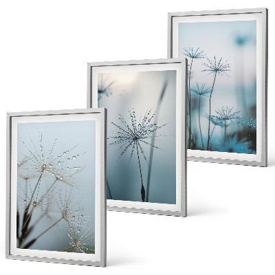 Set of 3 framed wall art pieces Dandelions with water drops