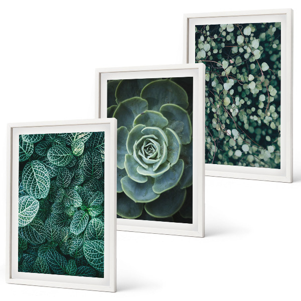 Wall art set Succulents