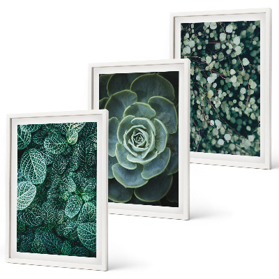 Wall art set Succulents