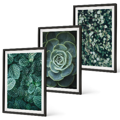 Wall art set Succulents