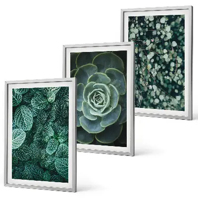 Succulent wall art set