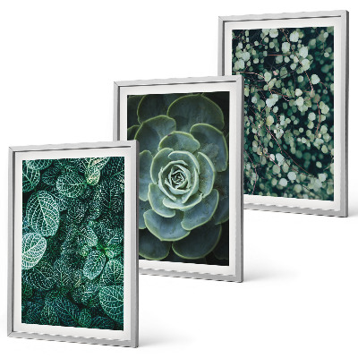Wall art set Succulents