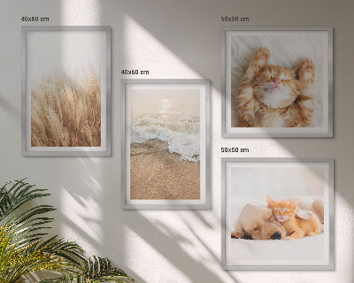 Multi-piece wall decor set Cute animals cats dogs beach