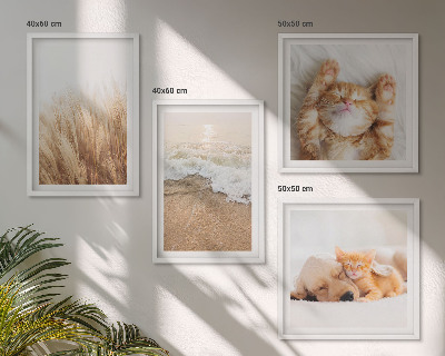Multi-piece wall decor set Cute animals cats dogs beach